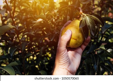 Farmer Examining And Picking Pear Fruit Grown In Organic Garden, Male Hand Holding Ripening Fruit