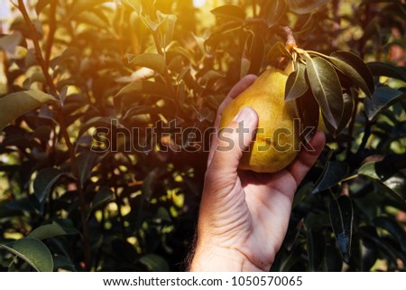 Farmer examining and picking pear fruit grown in organic garden, male hand holding ripening fruit