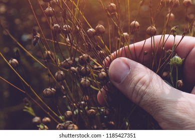 Farmer Examining Ripe Flax Linseed Plants In Field