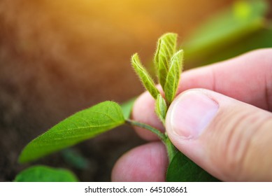 Farmer Examining Soybean Growth Development, Close Up Of Hand Holding Small Green Plant In Cultivated Field