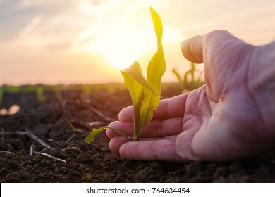 Farmer examining young green corn maize crop plant in cultivated agricultural field - Shutterstock ID 764634454