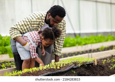 farmer family concept. black african father teaching child to plant tree in agriculture farm vegetable patch to love green nature. - Powered by Shutterstock