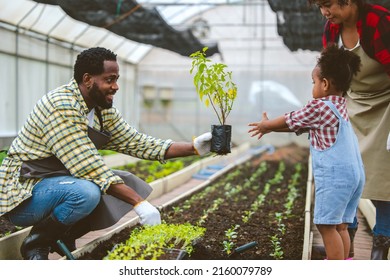farmer family concept. father give and teach child to plant tree in agriculture farm vegetable patch.