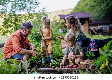 Farmer family harvesting potatoes together in garden in summer. - Powered by Shutterstock