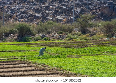 Farmer In Farm Field Located At Taif, Saudi Arabia