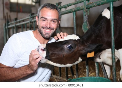 Farmer Feeding A Cow