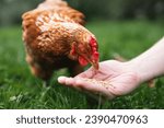 Farmer is feeding hen from hand. Chicken pecking grains from hand of man in green grass. Themes organic farm, care and trust. 
