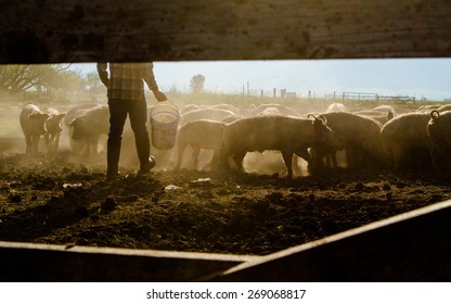 Farmer Feeding Livestock - Powered by Shutterstock