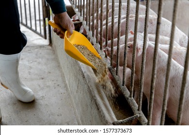 Farmer feeding pig in organic rural farm agricultural. Livestock industry - Powered by Shutterstock
