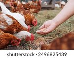 farmer feeds chickens grain on eco farm. poultry care on poultry farm, free range chicken farm