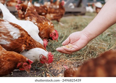 farmer feeds chickens grain on eco farm. poultry care on poultry farm, free range chicken farm - Powered by Shutterstock