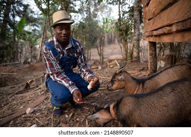 A Farmer Feeds His Goats On His Herd In Africa, Animal Feed On Farm