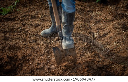 farmer feet wear Black rubber boots .Dig in the brown earth pit with the shovel. In order to plant seedlings.