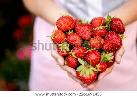 Farmer female hands in apron holding heap fresh ripe red Strawberry in heart shape closeup. Woman grocery vendor arms carrying raw eco friendly vegetables nature love ecology environment
