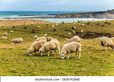 Farmer Field After Harvesting. Large Herd Of Sheep Grazes On Green Grassy Hills. South Island, New Zealand. Southern Scenic Route. The Concept Of Active And Photo Tourism 