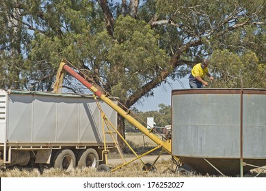 Farmer In Field Bin As Grain Loads Into Bin On Truck