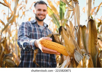 Farmer in field checking on corncobs.