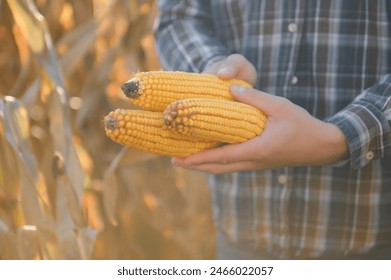 Farmer in field checking on corncobs.