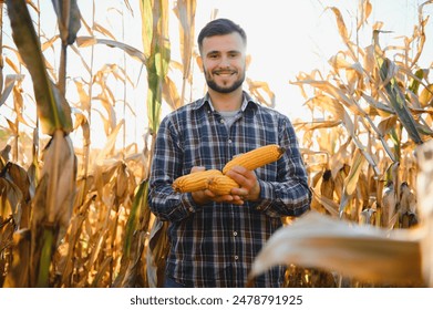 Farmer in field checking on corncobs.