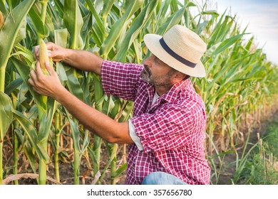 Farmer In A Field Of Corn