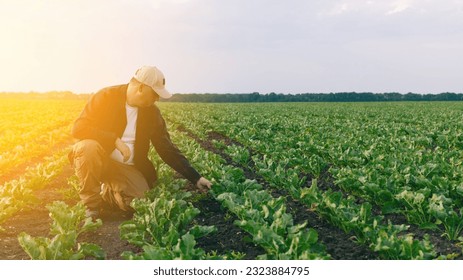 A farmer in a field of sugar beets checks the crop and the presence of weeds. Agricultural concept at sunset and clouds. Measurements in field conditions. Sampling on a plot of land with plants.