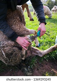 Farmer in the field trimming the ewe's feet. Using clippers they are cutting the toes to prevent foot rot. 