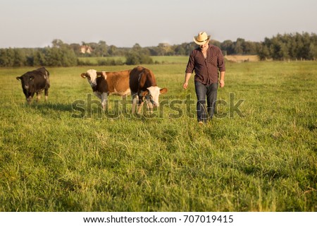 the farmer in the field with the young bulls