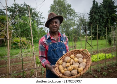 A farmer in the fields with a basket of freshly harvested potatoes, concept of harvest in the fields - Powered by Shutterstock