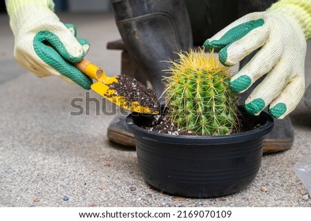 Farmer filling a soil with fertilizer during planting a golden barrel cactus in flower pot. Golden barrel cactus is popular for ornamental plant in contemporary garden designs.