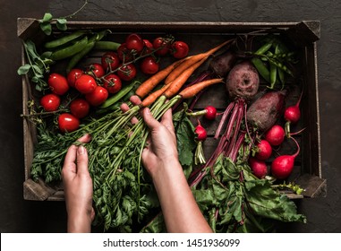 Farmer folding fresh vegetables in wooden box on dark background. Woman hands holding freshly bunch harvest. Healthy organic food, vegetables, agriculture, top view