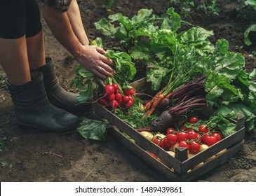 Farmer folding fresh vegetables in wooden box on farm at sunset. Woman hands holding freshly bunch harvest. Healthy organic food, vegetables, agriculture, close up