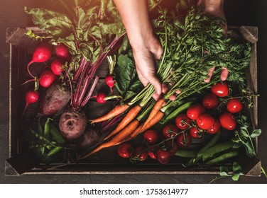 Farmer folding fresh vegetables in wooden box on dark background. Woman hands holding freshly bunch harvest. Healthy organic food, vegetables, agriculture, top view, toning - Powered by Shutterstock