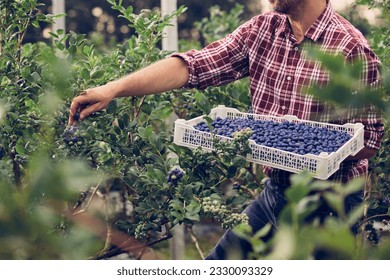 Farmer with fresh blueberries on a farm. - Powered by Shutterstock