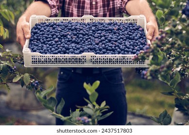 Farmer with fresh blueberries on a farm. - Powered by Shutterstock