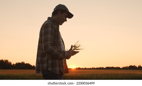 Farmer In Front Of A Sunset Agricultural Landscape. Man In A Countryside Field. Country Life, Food Production, Farming And Country Lifestyle Concept.