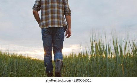 Farmer In Front Of A Sunset Agricultural Landscape. Man Walking In A Countryside Field. Country Life, Food Production, Farming And Country Lifestyle.