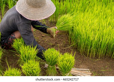 The farmer gather the rice sprout.