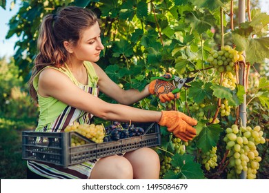 Farmer gathering crop of grapes on ecological farm. Woman cutting table grapes with pruner and puts it in box. Gardening, farming concept