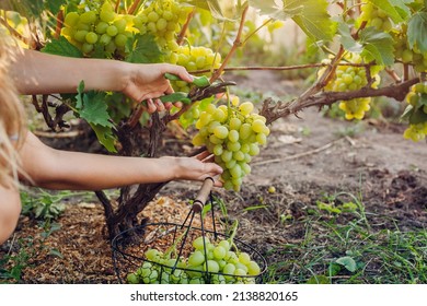 Farmer gathering crop of grapes on ecological farm. Woman cutting table grapes with pruner and puts it in basket. Gardening, farming concept - Powered by Shutterstock