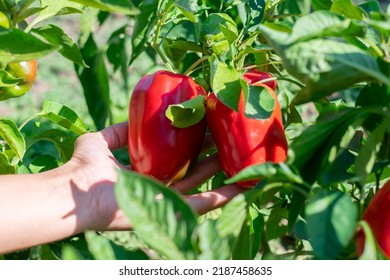 Farmer is gathering and picking red mature juicy bell peppers from bush with green leaves on vegetable bed on sunny day. Organic eco veggies cultivation and harvesting in garden. - Shutterstock ID 2187458635