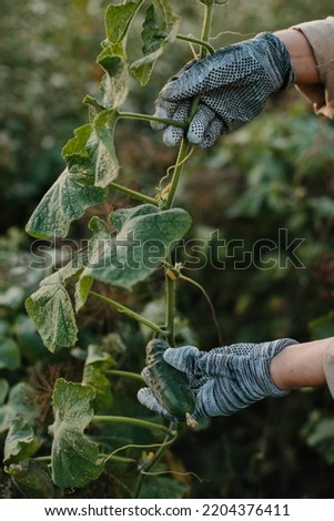 Similar – berry picking Food Fruit