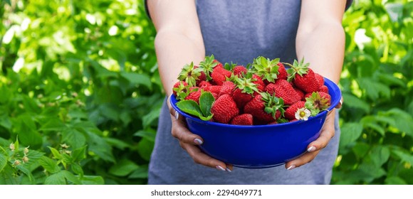 farmer girl holding freshly picked strawberries in her hands. Selective focus. nature - Powered by Shutterstock