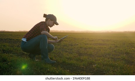 A farmer girl works with a tablet in her hand while squatting in a green field in the sunset sky, a business woman makes an analysis of the quality of seedlings on the ground in a gadget display - Powered by Shutterstock