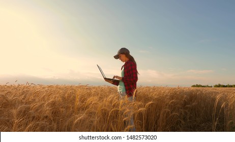 Farmer girl works with a tablet in wheat field, plans a grain crop. agriculture concept. Woman agronomist studies wheat crop in field. entrepreneur in the field of planning his income.