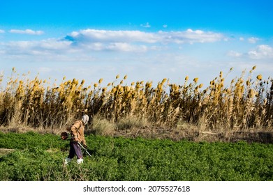  A Farmer Give Manure Babil