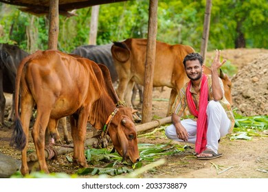 Farmer Giving Food To Cattle At His Farm