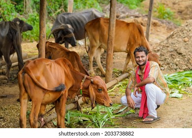 Farmer Giving Food To Cattle At His Farm