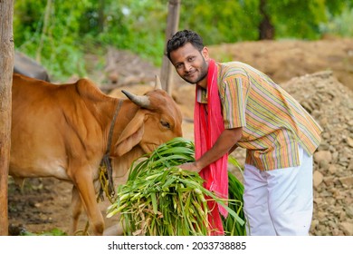 Farmer Giving Food To Cattle At His Farm