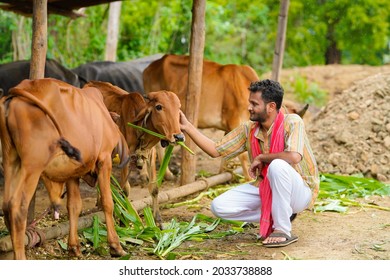 Farmer Giving Food To Cattle At His Farm