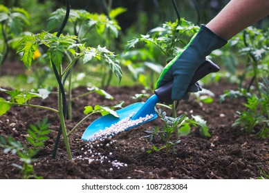 Farmer giving granulated fertilizer to young tomato plants. Hand in glove holding shovel and fertilize seedling in organic garden. 